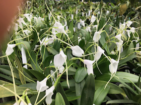 Masdevallia Snowbird.